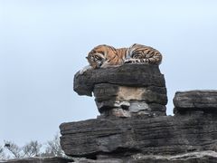 -上海野生动物园