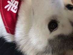 -Husky Go! 哈士奇体验馆·宠物咖啡厅狗咖