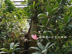 -呀路古热带植物园-恐龙馆