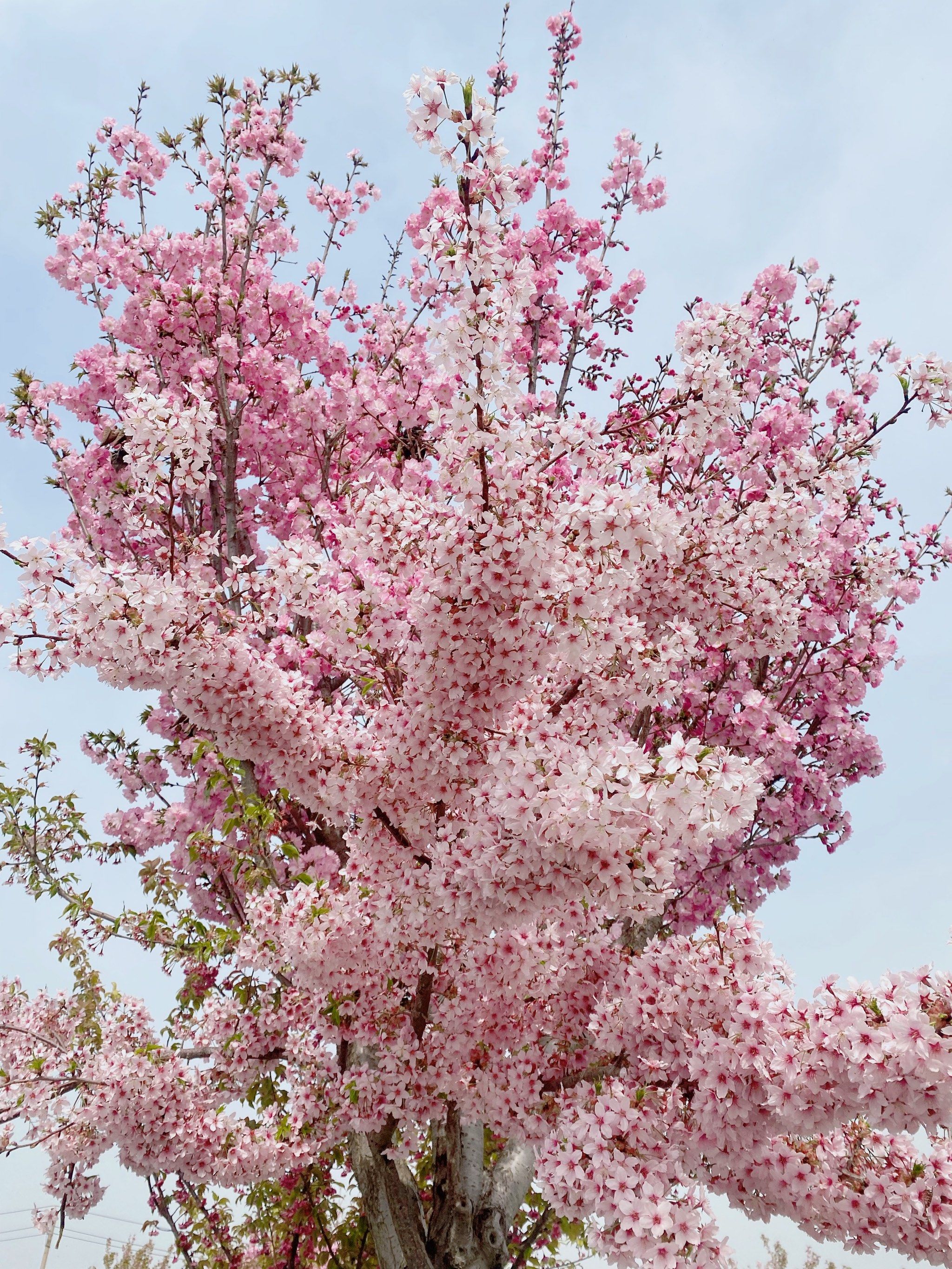 樱花盛开的季节