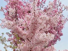 -古柏渡丰乐樱花园