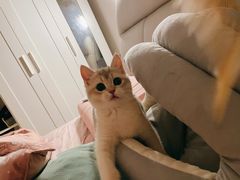 -lincat·猫舍(广州店)