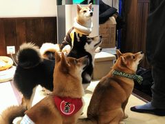 -逗柴咖啡屋·狗咖猫咖宠物桌游