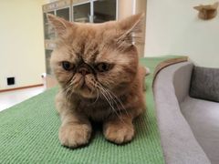 -猫和宫(六道口店)