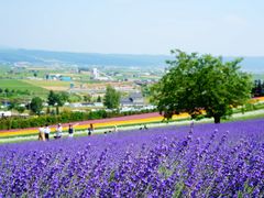 -富田农场