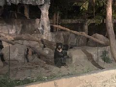-清迈夜间动物园