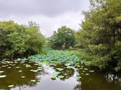 -西溪国家湿地公园