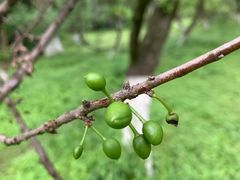 -杭州植物园
