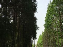 -上海长兴岛郊野公园