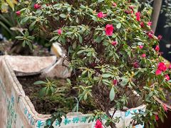 -铁山坪森林公园