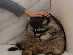 -浣熊柯尔鸭土拨鼠·电玩咖