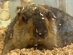 -怪兽屋·羊驼·猫咖·狗咖(俊华广场店)