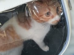 -瑞派福兴宠物医院犬猫全科·骨科·中西医结合(河东店)