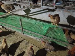 -华园农庄·特色炭烧鸡·北江河鲜