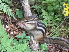 -五营红松林海景区