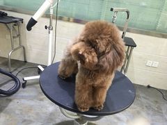 -暖阳宠物医院·犬猫康复中心·骨科