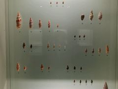 -青岛贝壳博物馆