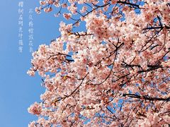 -顾村公园