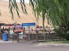 -玉龙沙湖景区