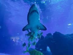 -成都浩海立方海洋公园