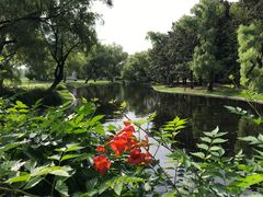 -上海共青森林公园