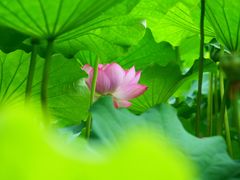 -陈家山荷花公园