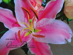 -循礼门鲜花花市(武汉循礼门店)