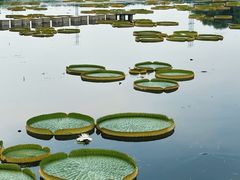 -荷塘月色湿地公园·向阳花洲