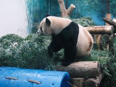 -杭州动物园