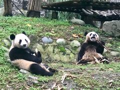 -都江堰中华大熊猫苑