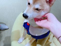 -逗柴咖啡屋·狗咖猫咖宠物桌游