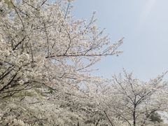 -苏州上方山国家森林公园