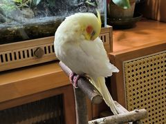 -吉丁鸟咖·异宠·寄养