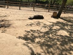 -西安秦岭野生动物园