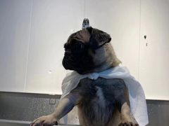 -萌宠之家·腊肠犬·马尔泰·小体犬舍