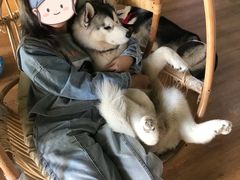 -Husky Go! 哈士奇体验馆·宠物咖啡厅狗咖