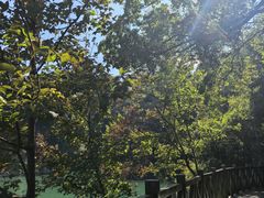 -广州市流溪河国家森林公园