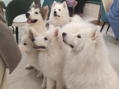 -安格丽娜·狗咖·猫咖羊驼咖(春熙路百盛商场店)