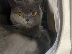 -中农国际动物医院24小时·猫科·骨科·急重症中心