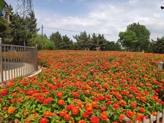 -羊亭河湿地公园