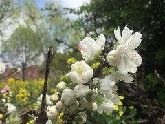 -南汇桃花村