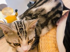 -飞行喵MR PILOT|猫舍·猫咖(静安大融城店)