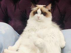 -青奢宠物·青奢猫舍