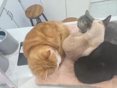 -喵园·猫主题咖啡厅·撸猫·猫咖(国贸店)