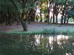 -上海共青森林公园