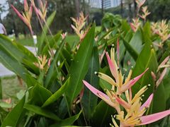 -荔香公园