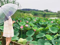 -大塘金香草谷