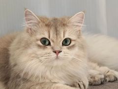 -Bastet sally猫舍购宠(静安店)