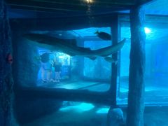 -悉尼海洋生物水族馆
