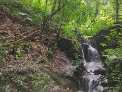 -莫里热带雨林景区